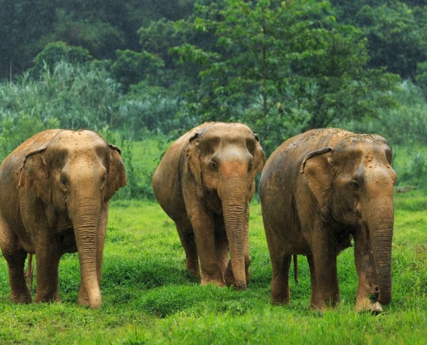 Exploring Elephant Hills Thailand: Ethical Luxury in the Jungle 9 44sSBttt