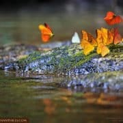 Butterfly river drove nature Rainforest Jungle KhaoSokNationalPark ElephantHills
