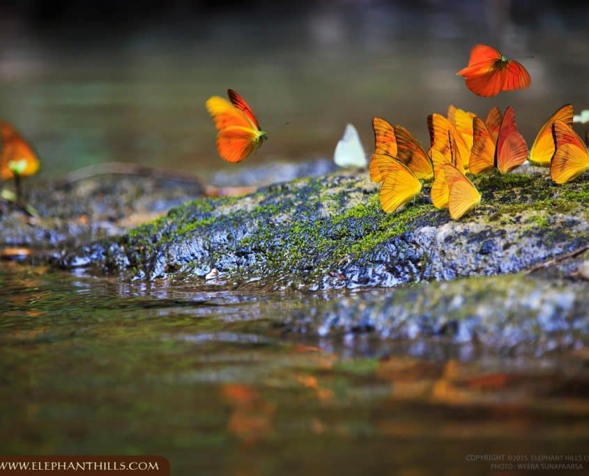 Butterfly river drove nature Rainforest Jungle Khao Sok National Park Elephant Hills Butterfly river drove nature Rainforest Jungle KhaoSokNationalPark ElephantHills