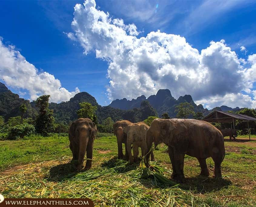 Exploring Elephant Hills Thailand: Ethical Luxury in the Jungle 3 Discover the Magic of Elephant Hills