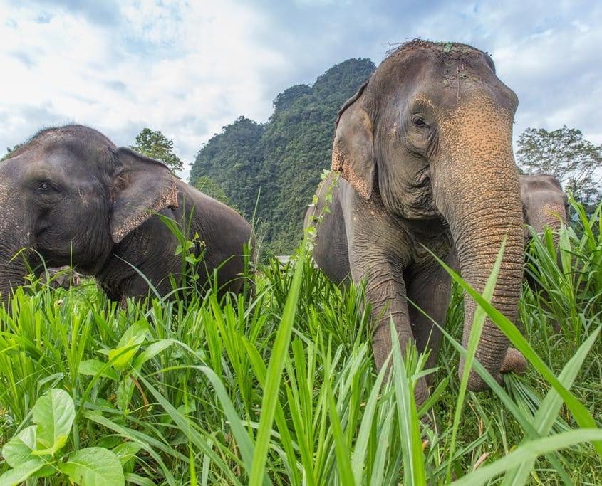 Activities 1 Elephant 61