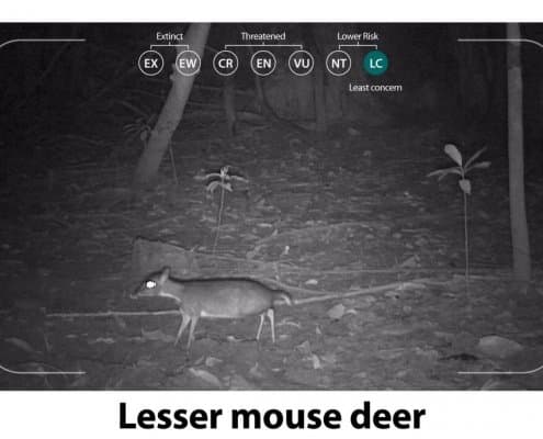 Mouse deer 5 Elephant Hills Khao Sok National Park Thailand Wildlife footage of a little Mouse Deer in the middle of the rainforest