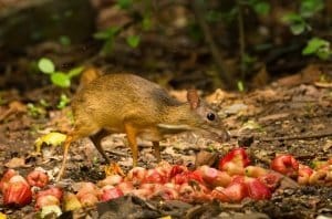 Mouse deer 7 Elephant Hills Khao Sok National Park Thailand Wildlife Mouse Deer is eating its lunch from the fallen fruits