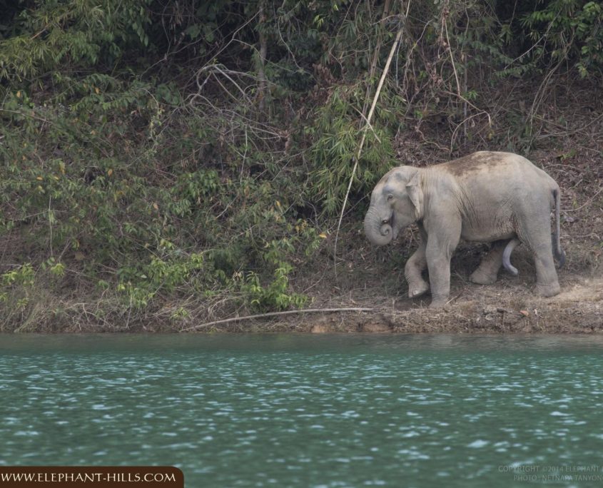 Wild elephant we met then during the trip to correct camera trap FON FB 003 Wild elephant we met then during the trip to correct camera trap