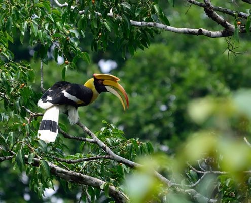 The Soundtrack of the Rainforest