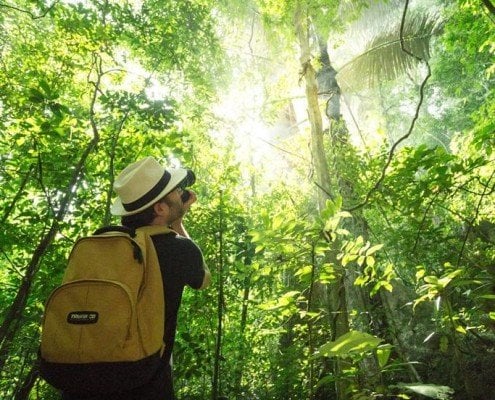 Activities 12 Facts about Khao Sok’s flora, over 200 species of plant in one hectare.