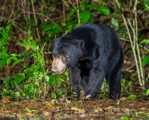 MalaysianSunbear