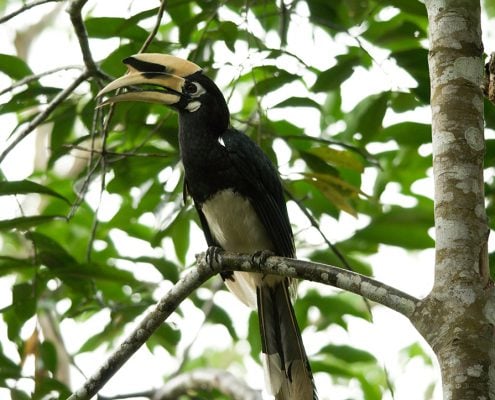 ORIENTAL PIED HORNBILL