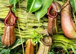 Pitcher Plant 2 PitcherPlant