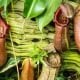 Pitcher Plant 7 PitcherPlant