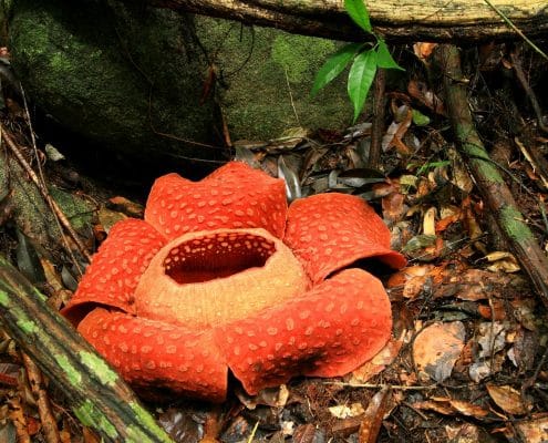 Rafflesia