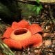 Rafflesia 6 Rafflesia