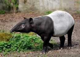 Tapir 2 Tapir
