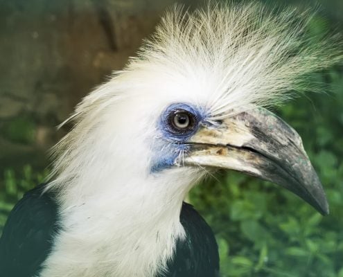 White crowned Hornbill