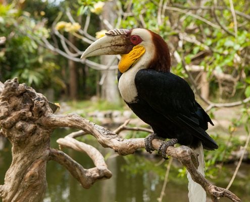 Wreathed Hornbill